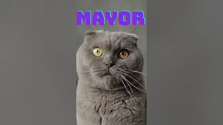 Watch the video about Fun and interesting Facts about Cat #shorts