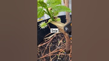 GROW Fruit Trees FASTER! 👀 #gardeningtips #garden #mulberry  #growyourownfood #propagation