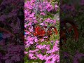 芝桜と赤い発動機模型’26
