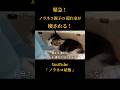 緊急!ノラネコ親子の隠れ家が壊される! #子猫保護 #野良猫保護 #ノラネコ屋敷