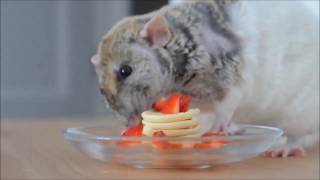My Rats Eating Strawberry Pancake ^-^