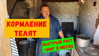 Кормление телят , каша для быстрого роста телят