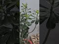 planting of adenium#video #flowers #gardening #plants #trendingshorts #youtubeshorts