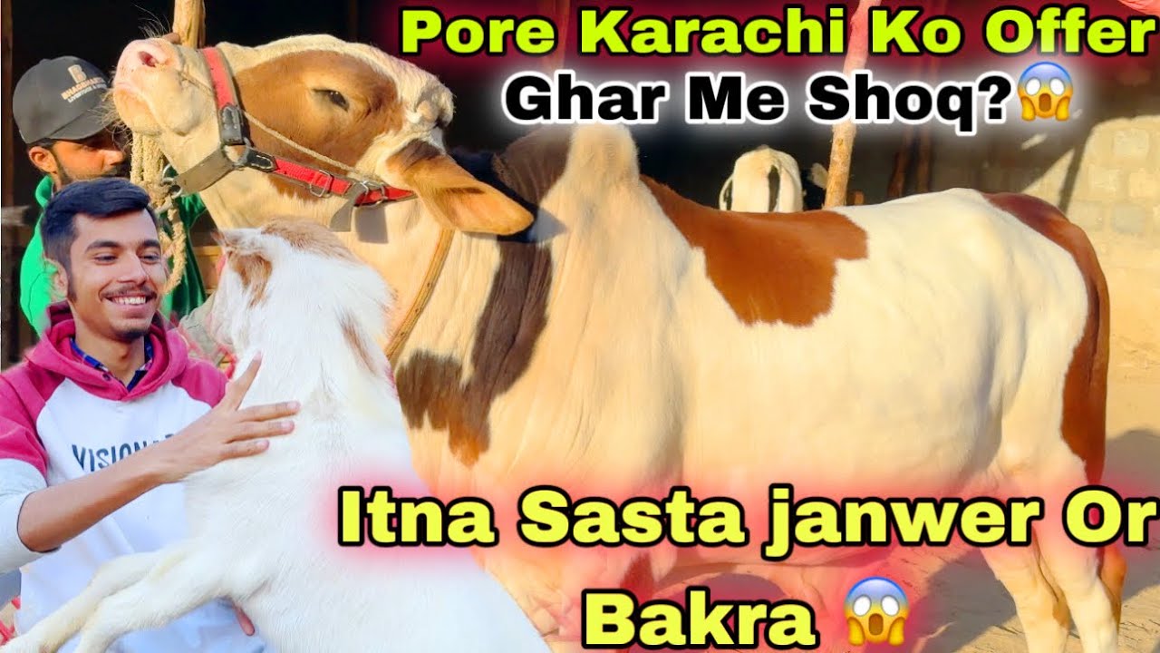 Maymar Ka Shoqeen Kam Range Kam Pareshani Cow And Goats Only Rs 1500-wale-suit-1000-se-bhi-kam-range-me-youtube