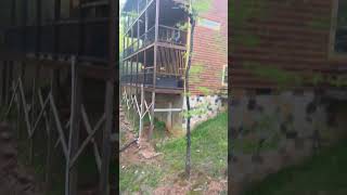 Baby Bears Climb Down Tree to Join Mother Bear