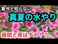 意外と知らない『真夏の水やり』最後まで大切なお話しです😊