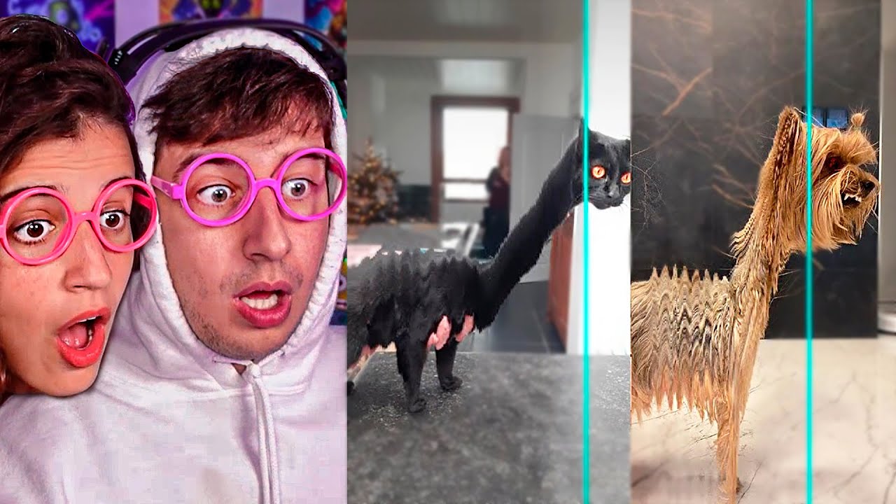 FILTROS de ANIMALES más GRACIOSOS de TikTok!! (Intenta NO reír Gatos y Perros Divertidos Time Warp)
