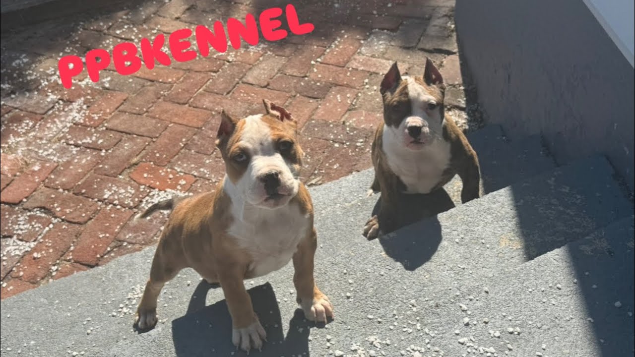 THE GOOD THE BAD THE UGLY‼️