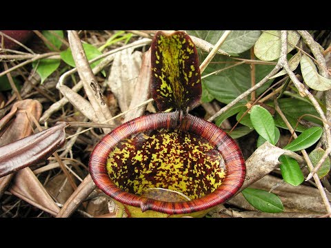 The Discovery of Nepenthes attenboroughii