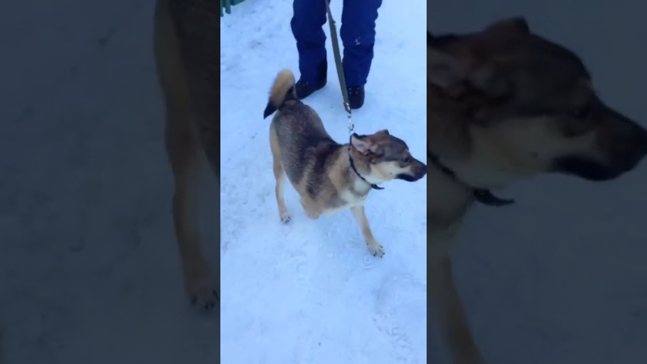 Шкода откуда выходит