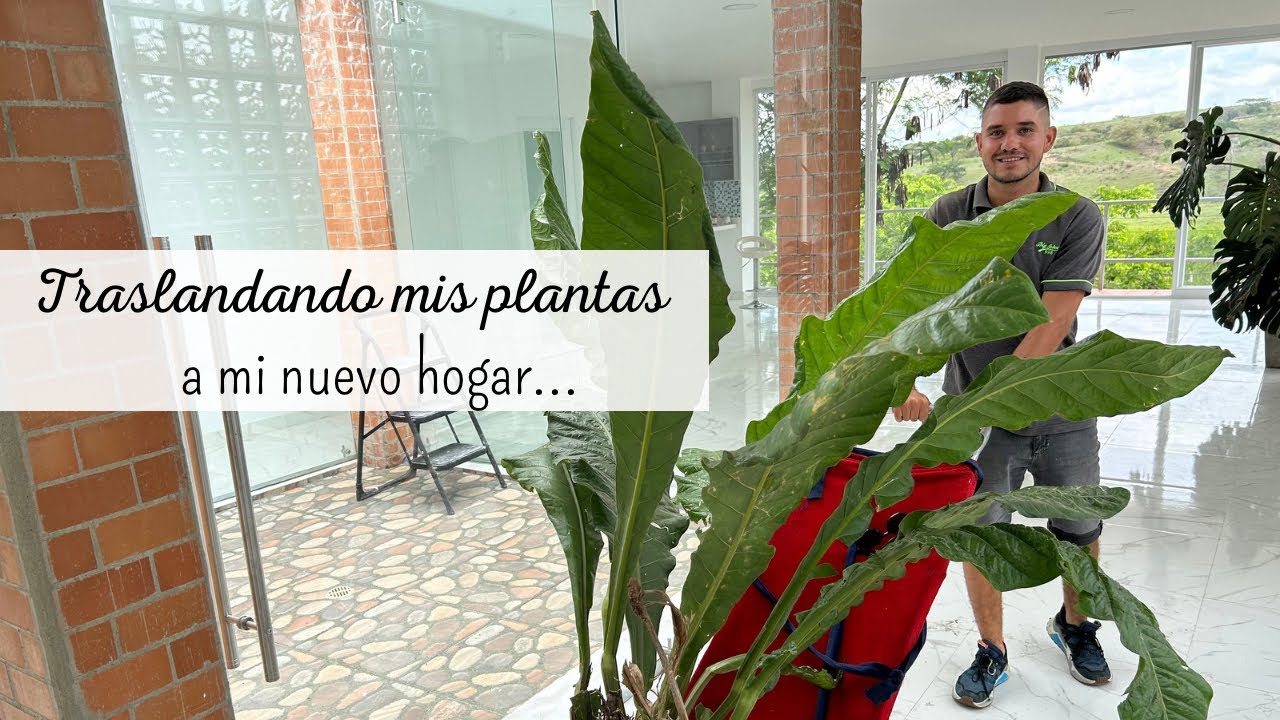Una vez más hago una MUDANZA CON MUCHAS PLANTAS. | más de 500 plantas 🪴