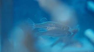 Zebrafish enter China Space Station, in stable condition