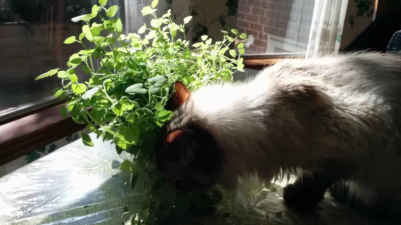 Fun with catnip YouTube