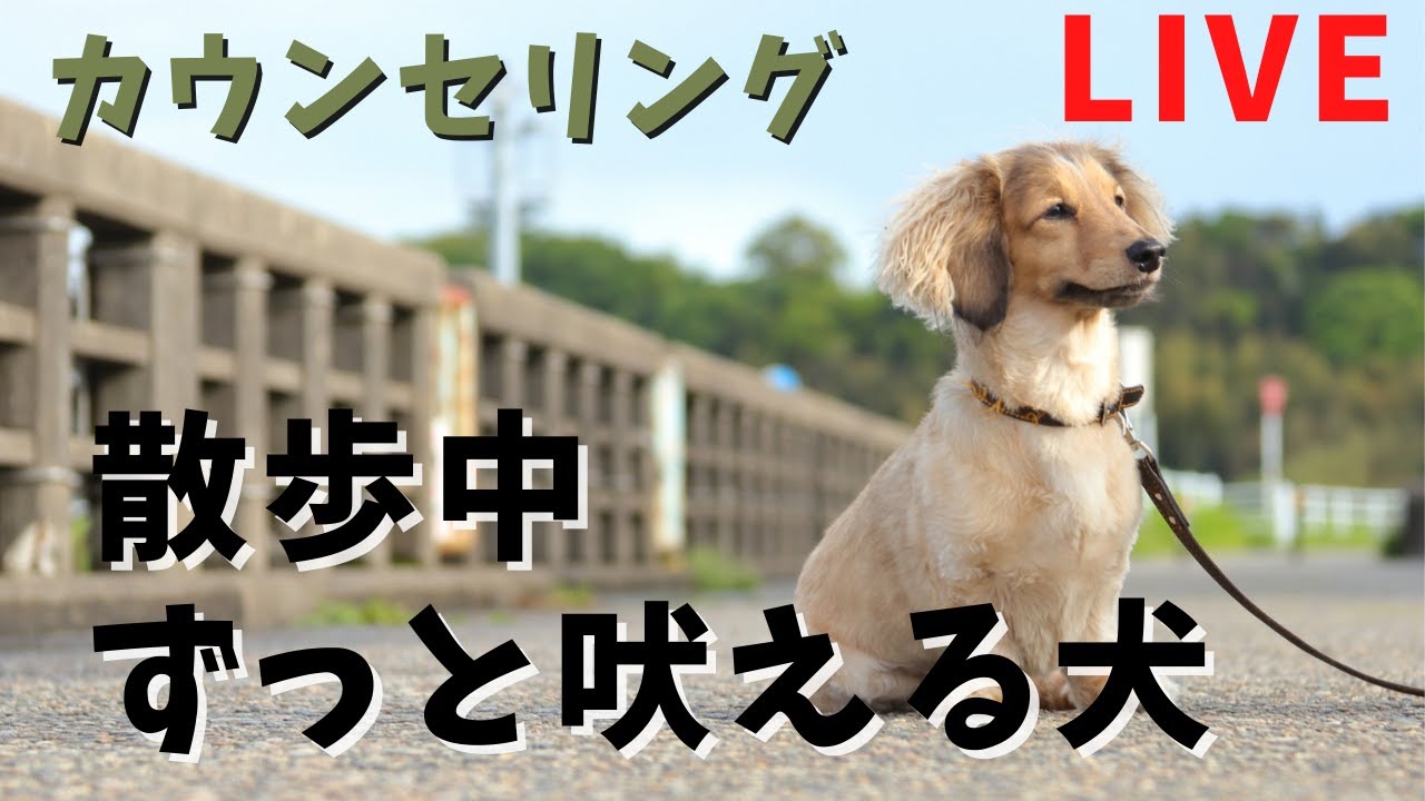 激吠え 飼育相談 吠えはわがままの延長でしかない 犬の社会化 ダックス Youtube