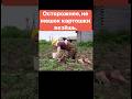 Как кот помогает в саду, осторожнее, не мешок картошки везёшь