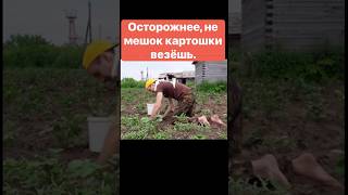 Как кот помогает в саду, осторожнее, не мешок картошки везёшь