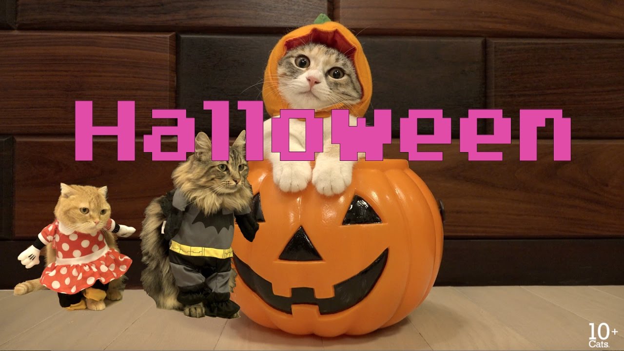 catalog 猫たちのHalloweenコスプレ