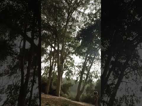 مناظر طبيعيه طبيعة غابات غابة الوحوش
