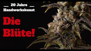 Cannabis | My Journey from Flower to Grave | Part 2