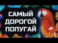 ОГРОМНЫЙ МАГАЗИН! СОВЫ, ПОПУГАИ, ЕЖИКИ И ХОМЯЧКИ! Большой влог о птицах