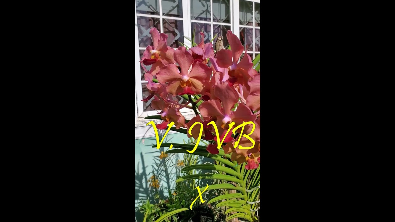 Another Vanda orchid in bloom