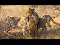 Cheetah Cubs Master Hunting ﻿|﻿ The Cheetah Family &amp; Me | BBC Earth
