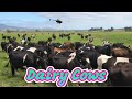 Herd in the wrong paddock || Dairy farming New Zealand
