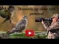 Buzzards Up Close and Personal