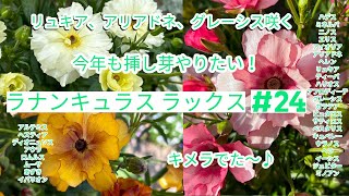 ラナンキュラスラックス】#24 挿し芽の候補見っけ🌱アウラにキメラ