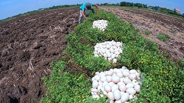 wow unique! farmer skills pick a lot of duck eggs ln the rice field by hand skills