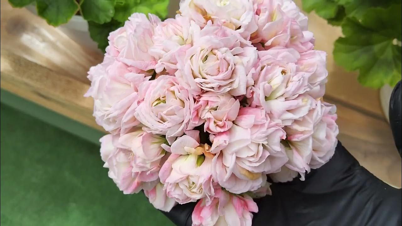 #761. Рубрика "муки выбора". Выбираем розоцветковые сорта! - YouTube