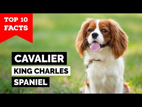 Video: Tại sao Cavalier King Charles Spaniels là những con chó tốt nhất