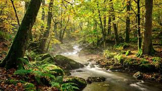 Tranquil Forest Ambience, Relaxing Water Sounds for Study, Sleep & Focus, ASMR #3