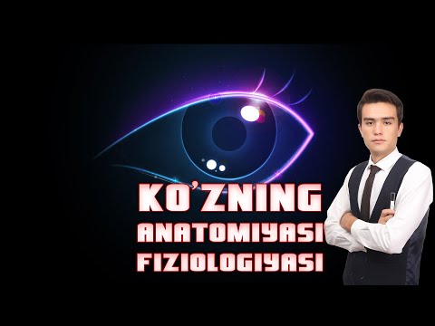 Ko`zning anatomiyasi va fiziologiyasi