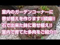 【多肉植物】室内のガーデンコーナーに寄せ植えを作ります!!続編!!石で出来た鉢に寄せ植え!!室内で育てた多肉をご紹介!!【succulent】トロピカルガーデン