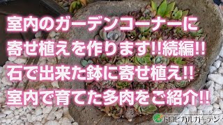 【多肉植物】室内のガーデンコーナーに寄せ植えを作ります!!続編!!石で出来た鉢に寄せ植え!!室内で育てた多肉をご紹介!!【succulent】トロピカルガーデン