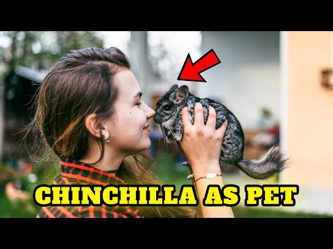 Video: How Many Years Do Chinchillas Live