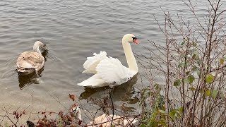 Travel to Swanholme Lakes, Lincoln