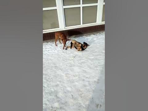 секс куни.эти забавные животные. - YouTube
