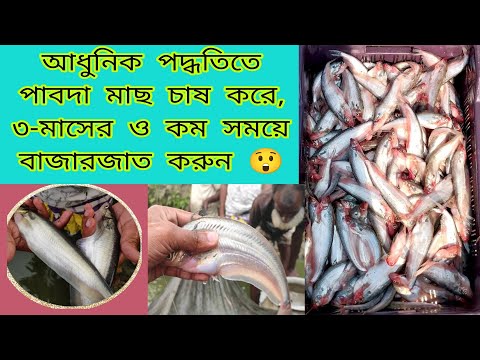 পাবদা মাছ চাষে লসের উল্লেখযোগ্য কারণ গুলো কি কি? এবং এর প্রতিকারের উপায়। রেনু/পোনা পেতে ০১৬২৫০০�