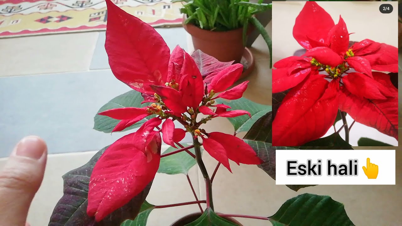 Atatürk çiçeğinin yaprak dökmemesi için bu 2 şarta çok dikkat edin!