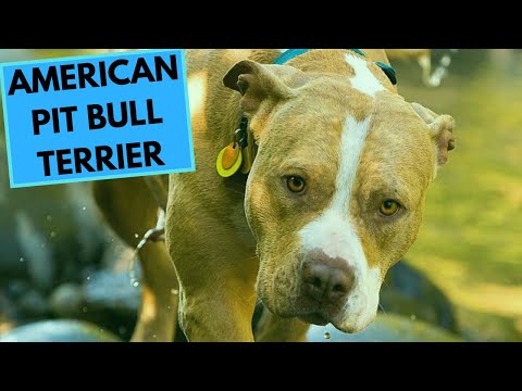 Vídeo: American Pit Bull Terrier: Raça De Gos Hipoal·lergènic, De Salut I De Vida