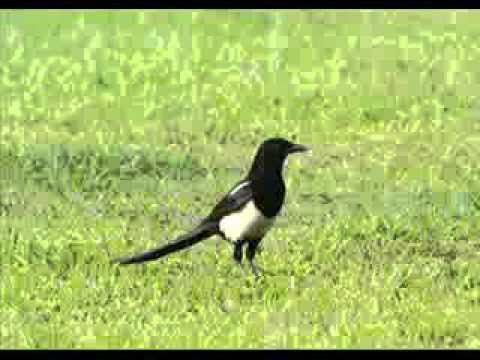 科戸の鵲巣~吹奏楽のための祝典序曲中橋愛生