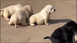 heavy bone labrador retriever puppies  best quality labrador puppies low price #viral #shortsfeed