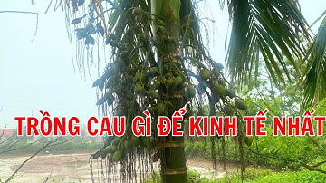 TRỒNG CAU TỨ THỜI VÀ CAU MÙA KHI SO SÁNH VỀ HIỆU QUẢ KINH TẾ | DN90 TV.