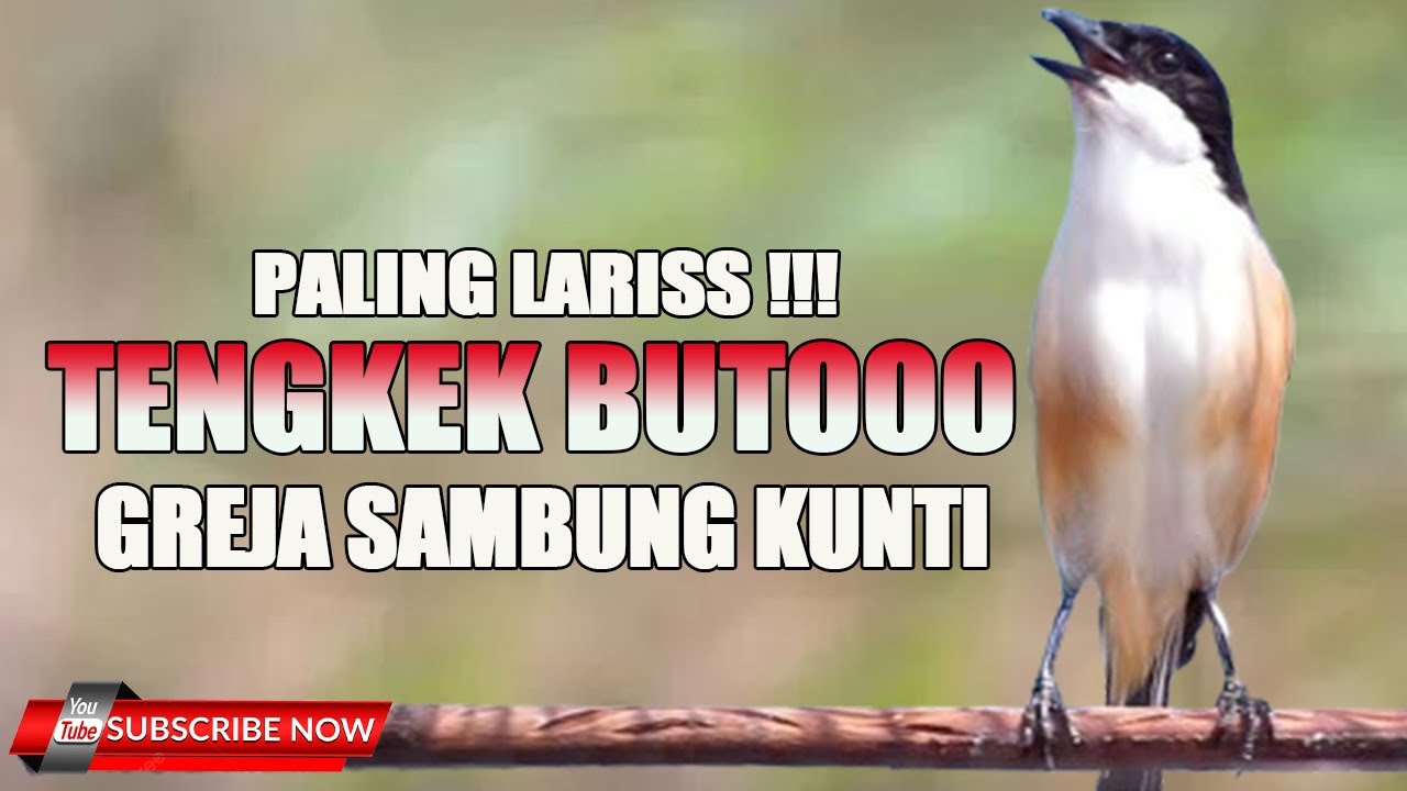 MASTERAN CENDET VIRAALL EDISI TENGKEK BUTO GREJA KUNTI MENJERIT !!!