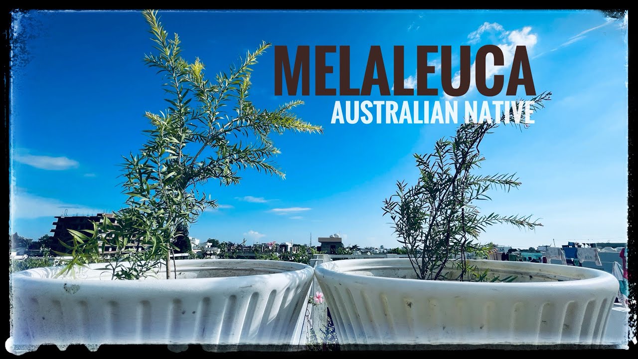 How To Grow Melaleuca | Aromatic Tea-Bottle Brush Plant  