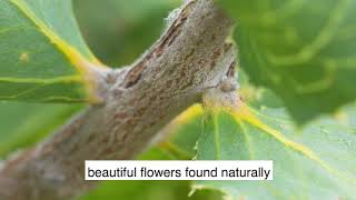 Royal Hakea