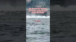 Bonneville Damn Salmon Crisis: 1200 pound sea lions and seals laying waste to salmon waiting to pass