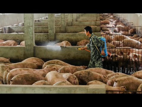 Video: Secvența și Analiza Unui Genom De Porci Chinezi